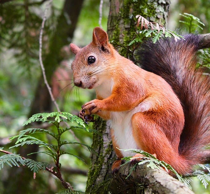 squirrel