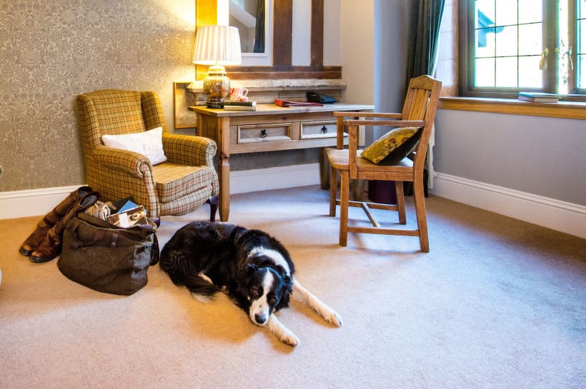 Dog Friendly Room