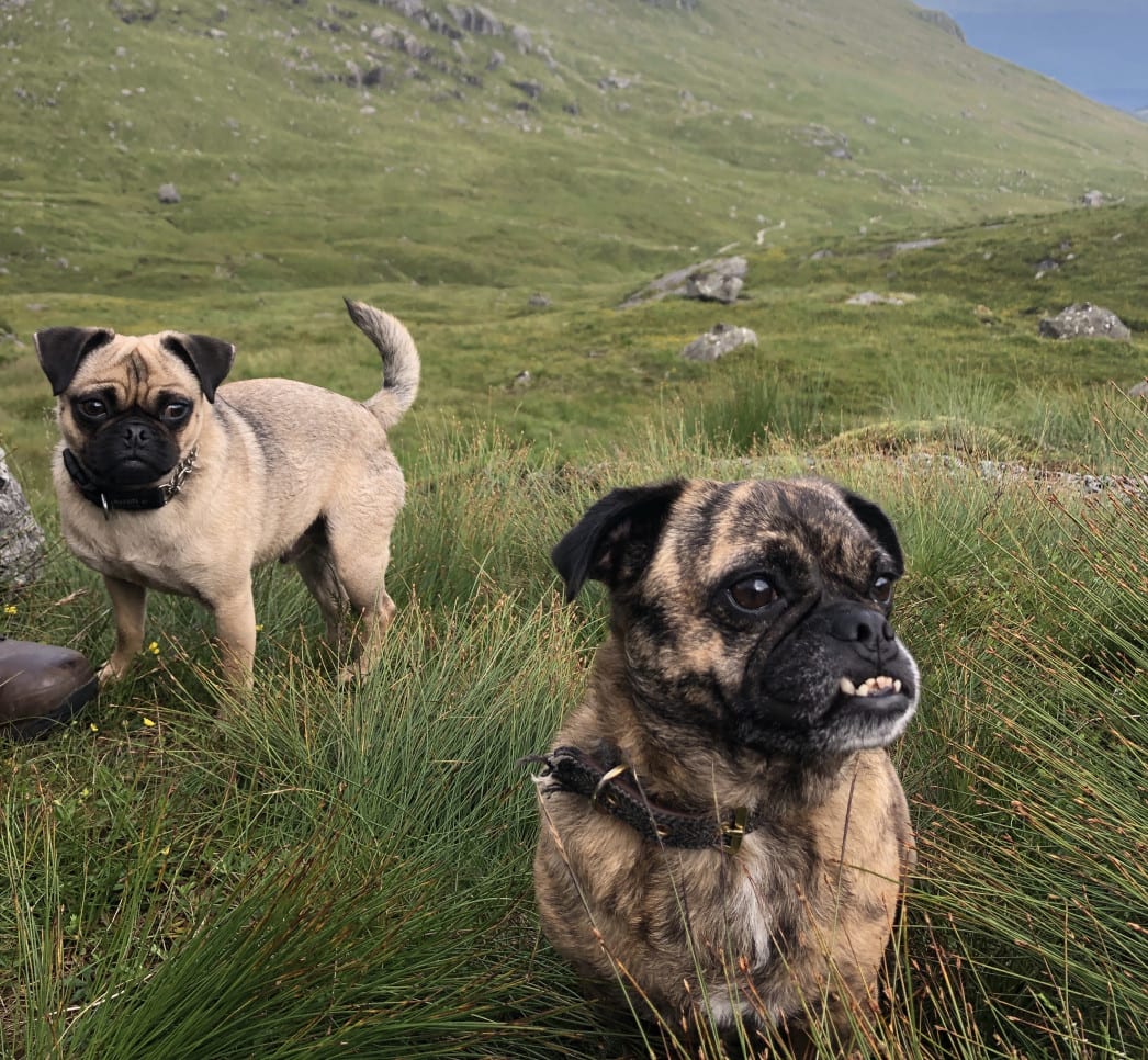 Dogs on the Cobbler