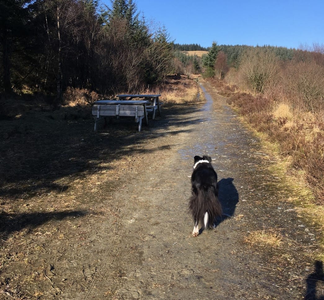 Dog walks