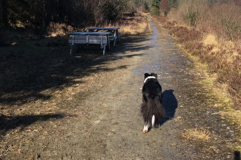 Dog walks