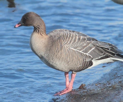 Loch Lomond Goose