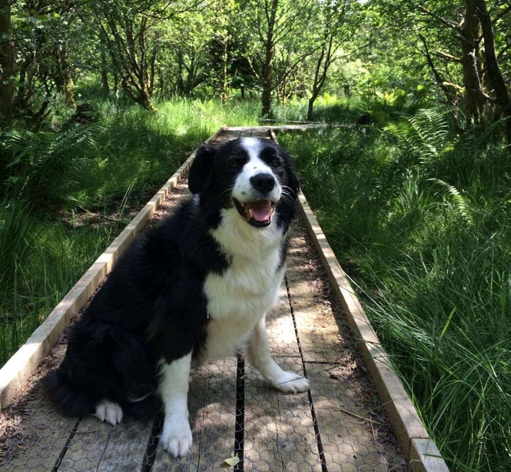 Rosie the Border Collie