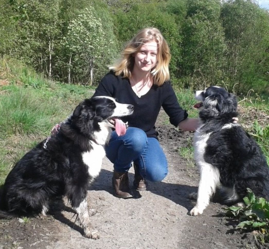 Rosie the Border Collie