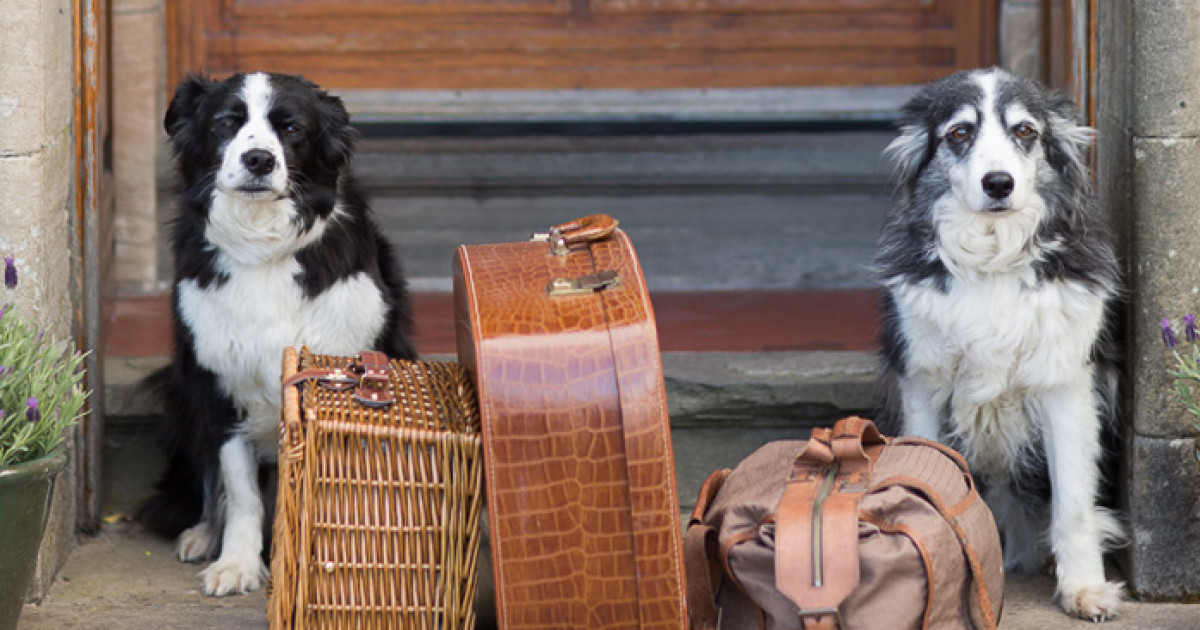 Best Dog Friendly Hotel Scotland Dog Friendly Breaks