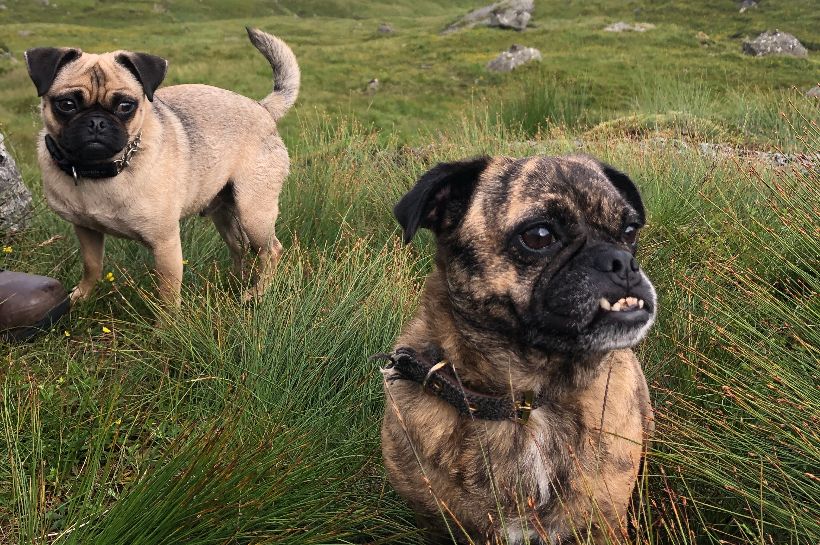 Dogs on the Cobbler