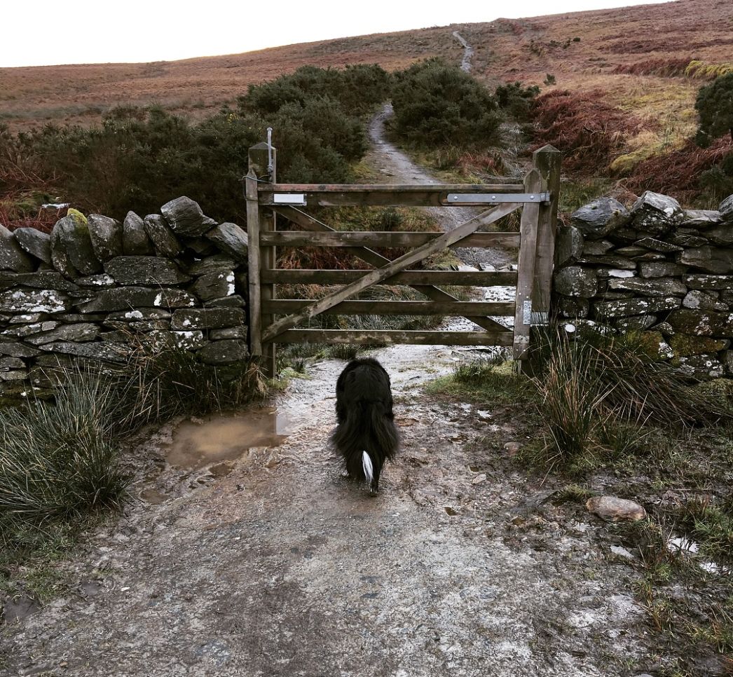 dog walks